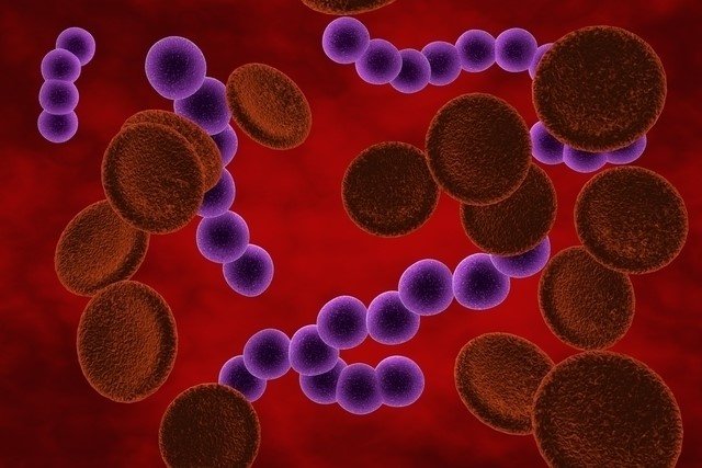 O que é infecção no sangue e como tratar